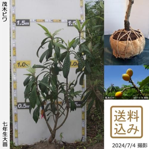 ġӥ() ڤӤ[Ϸ 2018ǯ:S]辰ꢡ
