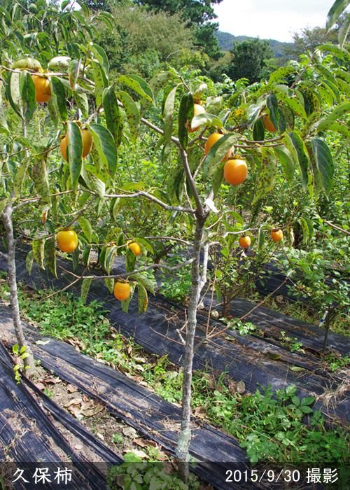 【2025年度予約商品】大苗◇