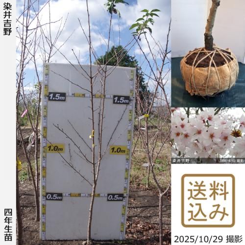 ڽ缡вġ()(ᥤ襷)[Ϸ 2022ǯ:M(high)]緿