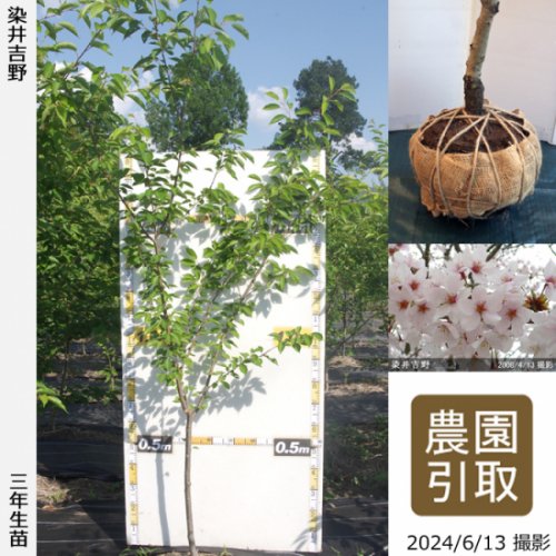 サクラ(桜)染井吉野(ソメイヨシノ)[三年生苗] - 果樹苗・大苗・苗木販売の隅田農園@京都亀岡