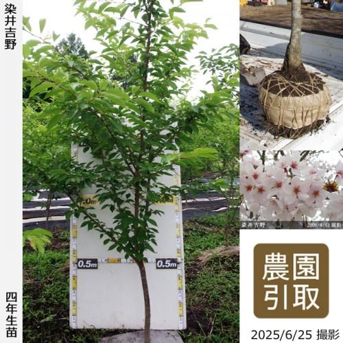 サクラ 桜 染井吉野 ソメイヨシノ 大苗 果樹苗 大苗 苗木販売の隅田農園 京都亀岡 サクラ 桜 染井吉野 ソメイヨシノ 大苗 果樹苗 大苗 苗木販売の隅田農園 京都亀岡