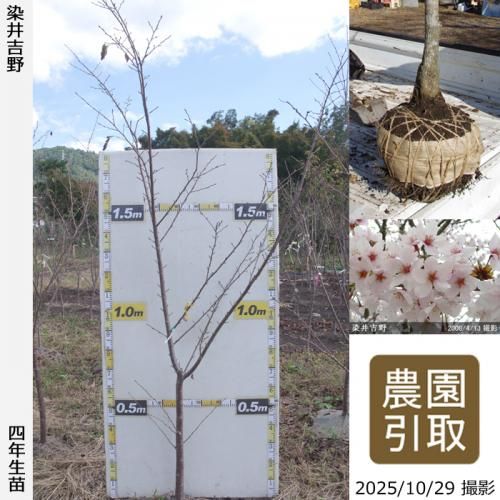 ڽ缡ġ()(ᥤ襷)[Ϸ 2022ǯ:LL(high)]Τ