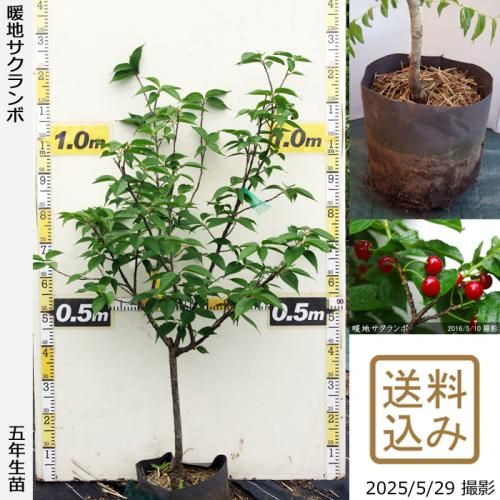 ڽ缡вġϤ[ݥå 2021ǯ:S]ռӡ