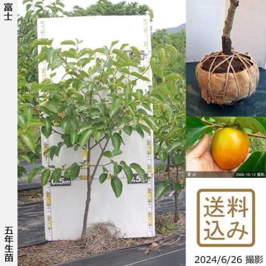【順次出荷中】大苗◇カキ(渋柿