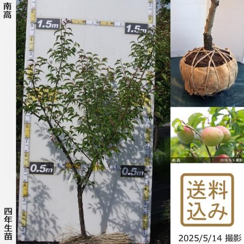 <img class='new_mark_img1' src='https://img.shop-pro.jp/img/new/icons14.gif' style='border:none;display:inline;margin:0px;padding:0px;width:auto;' />2025ǯͽʡġ()(ʤ󤳤)[Ϸ2022ǯ:L]