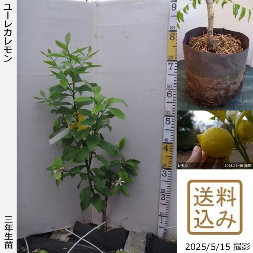<img class='new_mark_img1' src='https://img.shop-pro.jp/img/new/icons14.gif' style='border:none;display:inline;margin:0px;padding:0px;width:auto;' />ڽ缡вۡ3ǯġ (ݦݨ)桼쥫[ݥå 2023ǯ:M]