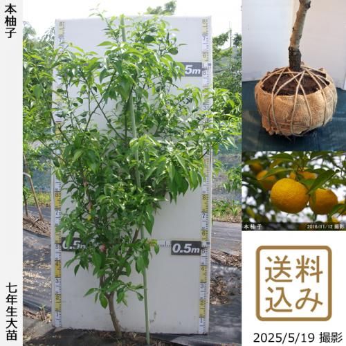 <img class='new_mark_img1' src='https://img.shop-pro.jp/img/new/icons14.gif' style='border:none;display:inline;margin:0px;padding:0px;width:auto;' />ڽ缡вۡԻѡڥॷﳲġ ͮ(ۤ椺)[Ϸ 2019ǯ:L]ռӡ緿