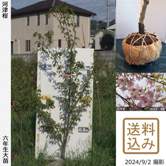 サクラ(桜) 河津桜(カワヅザクラ)地掘大苗 - 果樹苗・大苗・苗木販売の 