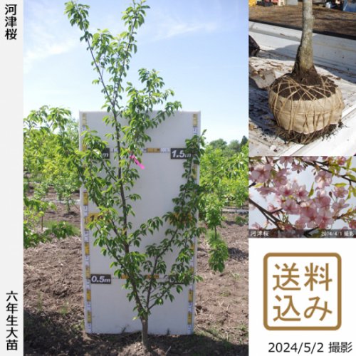 サクラ(桜) 河津桜(カワヅザクラ)地掘大苗 - 果樹苗・大苗・苗木販売の隅田農園@京都亀岡