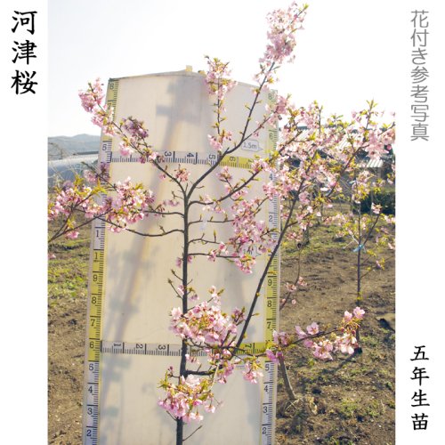 サクラ(桜) 河津桜(カワヅザクラ)地掘大苗 - 果樹苗・大苗・苗木販売の隅田農園@京都亀岡