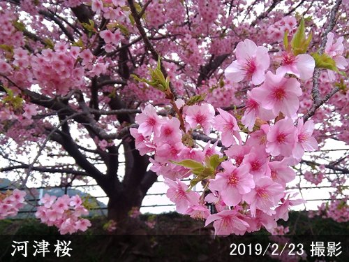 サクラ(桜) 河津桜(カワヅザクラ)地掘大苗 - 果樹苗・大苗・苗木販売の隅田農園@京都亀岡