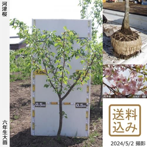 80,000円 - 果樹苗木・成木通販の 特等大苗専門店 すだ農園@京都亀岡