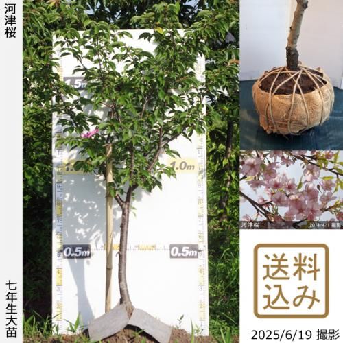 2025ǯͽʡġ() ź(ť)[Ϸ 2019ǯ:3L]緿