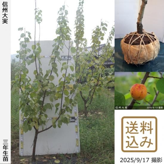 【2025年度予約商品】3年生