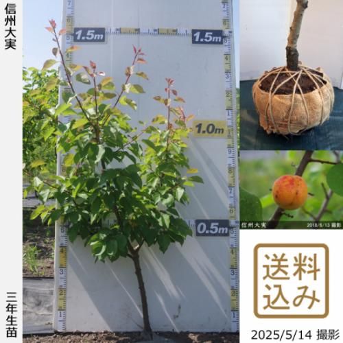 【2025年度予約商品】3年生