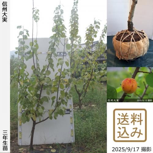 <img class='new_mark_img1' src='https://img.shop-pro.jp/img/new/icons14.gif' style='border:none;display:inline;margin:0px;padding:0px;width:auto;' />2025ǯͽʡ3ǯġ()(󤷤夦)[Ϸ2023ǯ:LL]