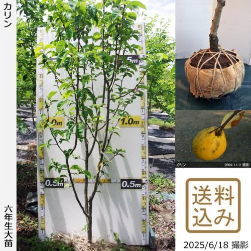 <img class='new_mark_img1' src='https://img.shop-pro.jp/img/new/icons14.gif' style='border:none;display:inline;margin:0px;padding:0px;width:auto;' />2025ǯͽʡġ()[Ϸ 2020ǯ:M]