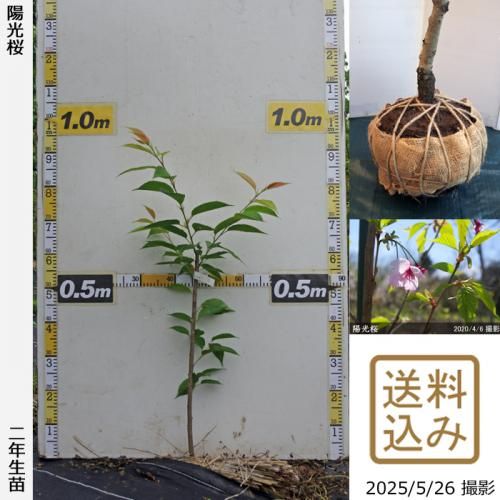 <img class='new_mark_img1' src='https://img.shop-pro.jp/img/new/icons14.gif' style='border:none;display:inline;margin:0px;padding:0px;width:auto;' />2025ǯͽʡ2ǯġ()۸(襦)[Ϸ 2024ǯ:M]