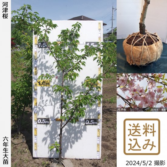 サクラ(桜) 河津桜(カワヅザクラ)の苗木を京都丹波より販売！記念樹にも最適な、美しい桜の苗木を丁寧な梱包でお届けします。大苗通販専門店