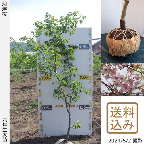 サクラ(桜) 河津桜(カワヅザクラ)の苗木を京都丹波より販売！記念樹にも最適な、美しい桜の苗木を丁寧な梱包でお届けします。大苗通販専門店