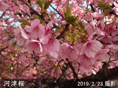 サクラ(桜) 河津桜(カワヅザクラ)の苗木を京都丹波より販売！記念樹に 