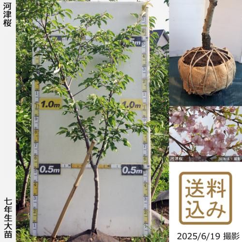 2025ǯͽʡġ() ź(ť)[Ϸ 2019ǯ:M]緿