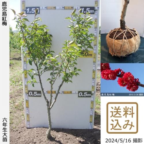 󤷺Ѣġ() (ޤФ)[Ϸ 2019ǯ:M]