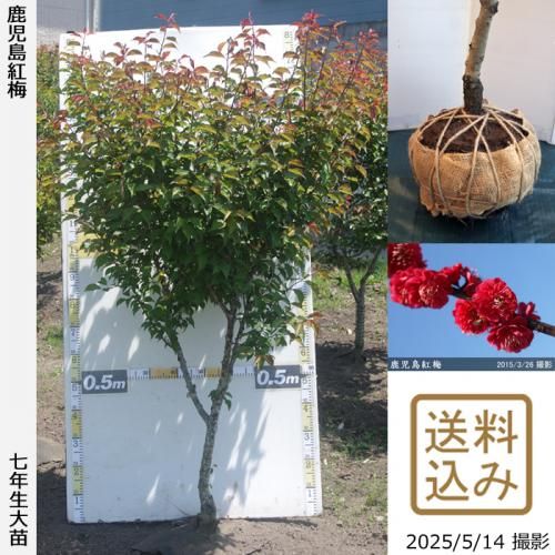 <img class='new_mark_img1' src='https://img.shop-pro.jp/img/new/icons14.gif' style='border:none;display:inline;margin:0px;padding:0px;width:auto;' />2025ǯͽʡġ() (ޤФ)[Ϸ 2019ǯ:M]