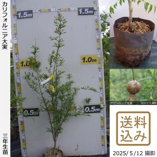 <img class='new_mark_img1' src='https://img.shop-pro.jp/img/new/icons14.gif' style='border:none;display:inline;margin:0px;padding:0px;width:auto;' />2025ǯͽʡ3ǯġե˥¥()[ݥå 2023ǯ:M]
