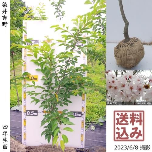 3ǯġ()(ᥤ襷)[Ϸ 2020ǯ:S]