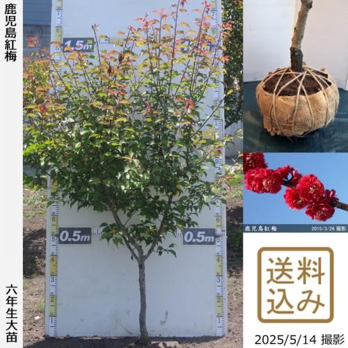 <img class='new_mark_img1' src='https://img.shop-pro.jp/img/new/icons14.gif' style='border:none;display:inline;margin:0px;padding:0px;width:auto;' />2025ǯͽʡġ() (ޤФ)[Ϸ 2020ǯ:M]