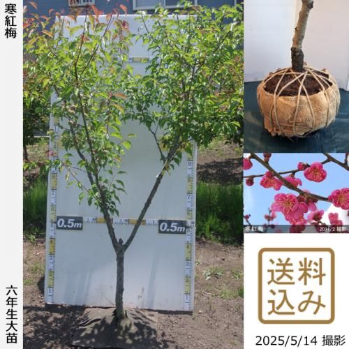 <img class='new_mark_img1' src='https://img.shop-pro.jp/img/new/icons14.gif' style='border:none;display:inline;margin:0px;padding:0px;width:auto;' />2025ǯͽʡġ() (󤳤Ф)[Ϸ 2020ǯ:LL]緿