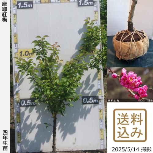 <img class='new_mark_img1' src='https://img.shop-pro.jp/img/new/icons14.gif' style='border:none;display:inline;margin:0px;padding:0px;width:auto;' />2025ǯͽʡġ()(ޤ䤳Ф)[Ϸ 2022ǯ:L]