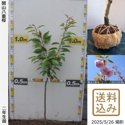 <img class='new_mark_img1' src='https://img.shop-pro.jp/img/new/icons14.gif' style='border:none;display:inline;margin:0px;padding:0px;width:auto;' />2025ǯͽʡ2ǯġ()() ػ(󥶥)Ȭź[Ϸ 2024ǯ:M]