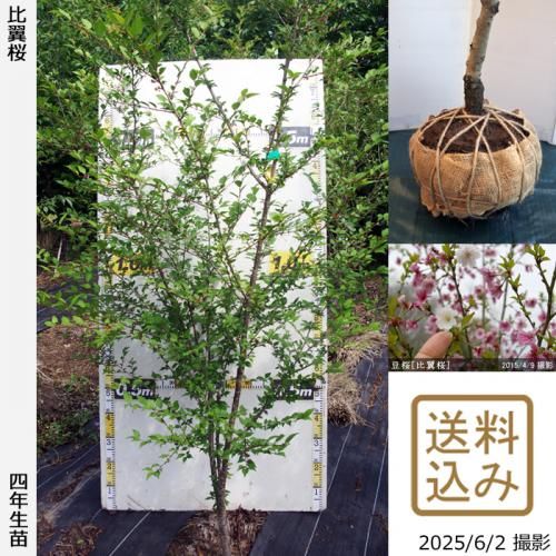 <img class='new_mark_img1' src='https://img.shop-pro.jp/img/new/icons14.gif' style='border:none;display:inline;margin:0px;padding:0px;width:auto;' />2025ǯͽʡġ()Ʀ[](ޥ᥶顦ҥ襯)[Ϸ 2022ǯ:LL]緿