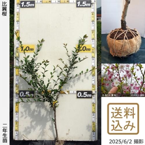 <img class='new_mark_img1' src='https://img.shop-pro.jp/img/new/icons14.gif' style='border:none;display:inline;margin:0px;padding:0px;width:auto;' />2025ǯͽʡ2ǯġ()Ʀ[](ޥ᥶顦ҥ襯)[Ϸ 2023ǯ:M]