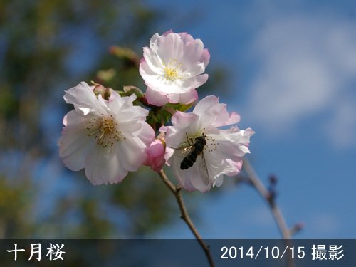 サクラ(桜)十月桜(ジュウガツザクラ)[二年生苗] - 果樹苗・大苗・苗木販売の隅田農園@京都亀岡