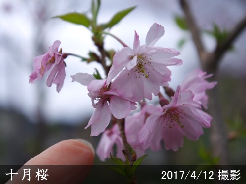 サクラ(桜)十月桜(ジュウガツザクラ)[二年生苗] - 果樹苗・大苗・苗木販売の隅田農園@京都亀岡