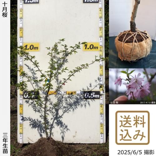 <img class='new_mark_img1' src='https://img.shop-pro.jp/img/new/icons14.gif' style='border:none;display:inline;margin:0px;padding:0px;width:auto;' />2025ǯͽʡ3ǯġ()(奦ĥ)[Ϸ 2023ǯ:S]