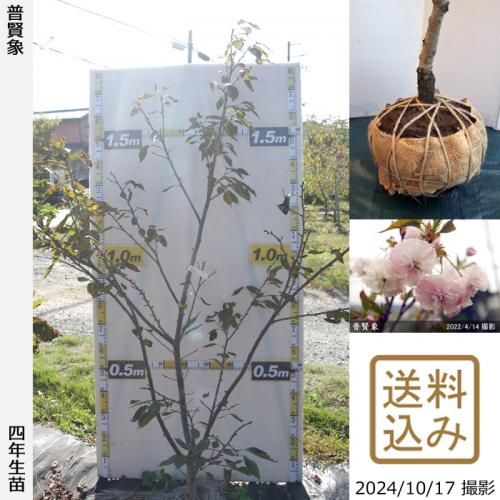 【2025年度予約商品】大苗◇