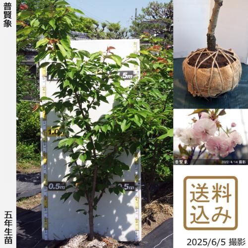 <img class='new_mark_img1' src='https://img.shop-pro.jp/img/new/icons14.gif' style='border:none;display:inline;margin:0px;padding:0px;width:auto;' />2025ǯͽʡġ()ḭ(ե󥾥)[Ϸ 2021ǯ:L]緿