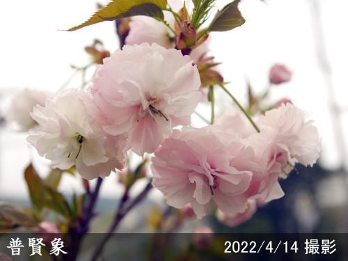 【2025年度予約商品】大苗◇
