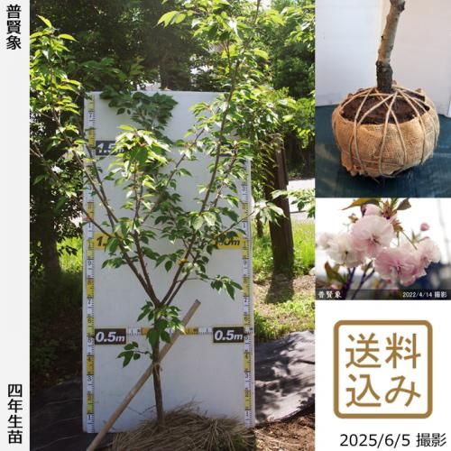 <img class='new_mark_img1' src='https://img.shop-pro.jp/img/new/icons14.gif' style='border:none;display:inline;margin:0px;padding:0px;width:auto;' />2025ǯͽʡġ()ḭ(ե󥾥)[Ϸ 2022ǯ:LL]緿