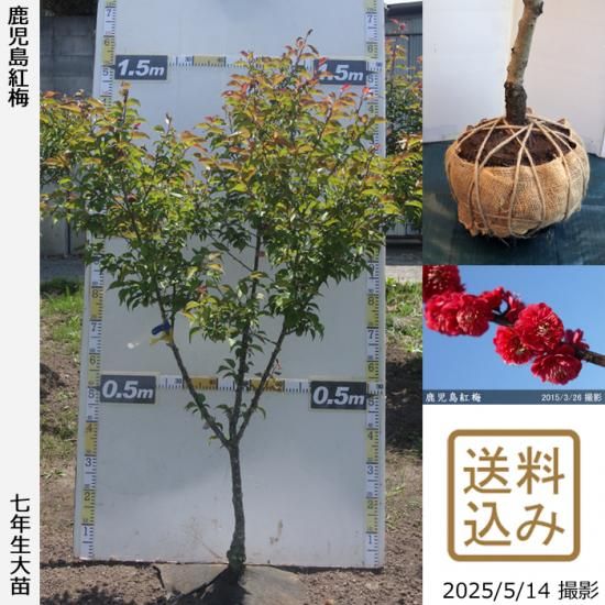 【2025年度予約商品】大苗◇