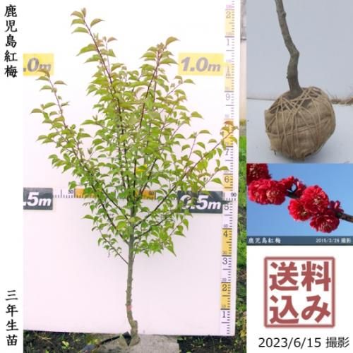 【2025年度予約商品】大苗◇