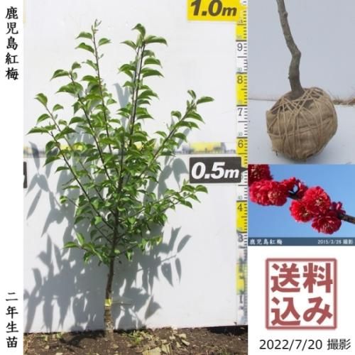 【2025年度予約商品】大苗◇