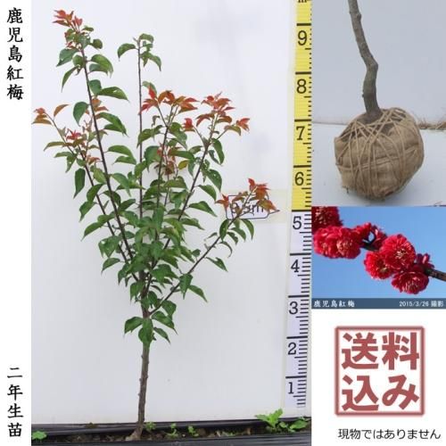 【2025年度予約商品】大苗◇
