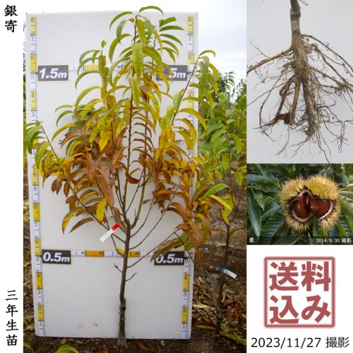 2022年発芽の栗の苗木10本/大粒/幼木/植木/庭木/盆栽/筑波/利平/銀寄