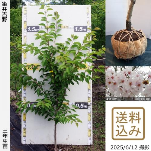 <img class='new_mark_img1' src='https://img.shop-pro.jp/img/new/icons14.gif' style='border:none;display:inline;margin:0px;padding:0px;width:auto;' />2025ǯͽʡ3ǯġ()(ᥤ襷)[Ϸ 2023ǯ:M]
