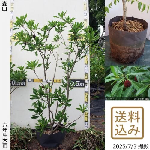 <img class='new_mark_img1' src='https://img.shop-pro.jp/img/new/icons14.gif' style='border:none;display:inline;margin:0px;padding:0px;width:auto;' />2025ǯͽʡġޥ() (ꤰ)[ݥå 2020ǯ:S]ռӡ